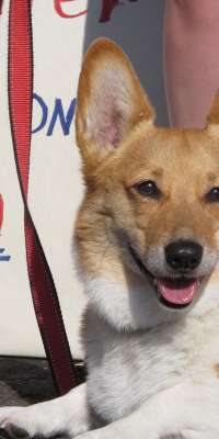 Sutter Brown, Welsh Corgi belonging to Governor of California Jerry Brown., dies at age 13